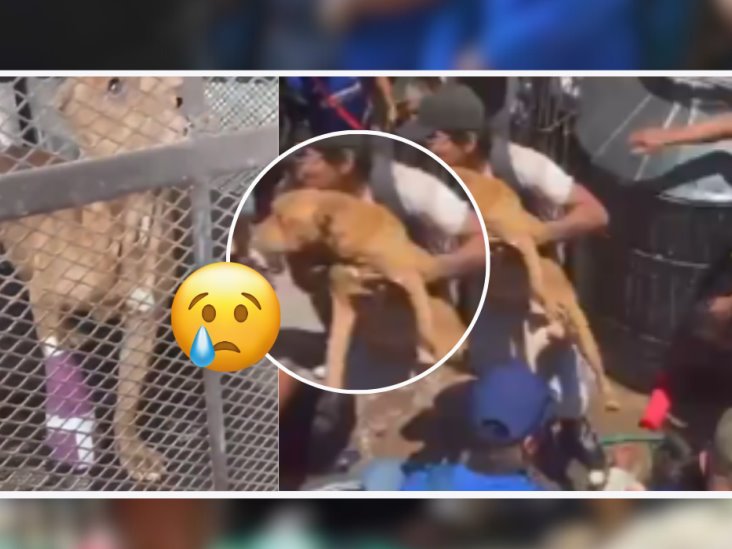 Perrito de Taxco: Intentó defender a su dueña de linchamiento ¿Dónde está? (+ VIDEO)