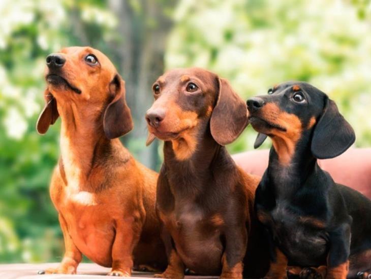 Alemania analiza prohibir perros salchichas, ¿por qué?