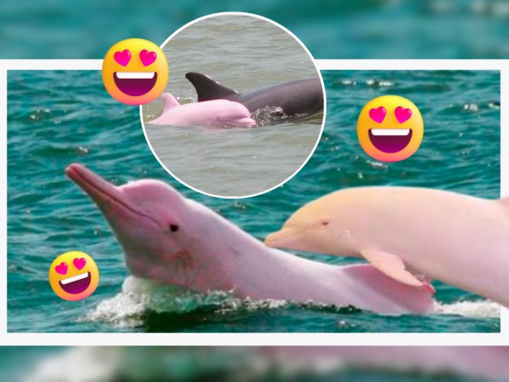 Delfín rosa visto en Mazatlán se hace viral ¿Existen? Esto sabemos (+VIDEO)