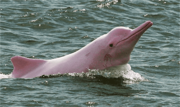 Delfín rosa visto en Mazatlán se hace viral ¿Existen? Esto sabemos (+VIDEO)