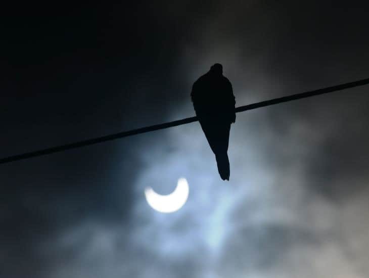 Eclipse solar: ¿cancelarán clases en Veracruz? Esto dice la SEV