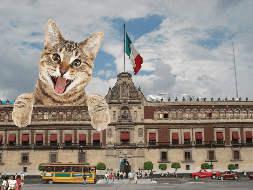 Por orden de AMLO, gatitos que viven en el Palacio Nacional tendrán hogar y alimento de por vida
