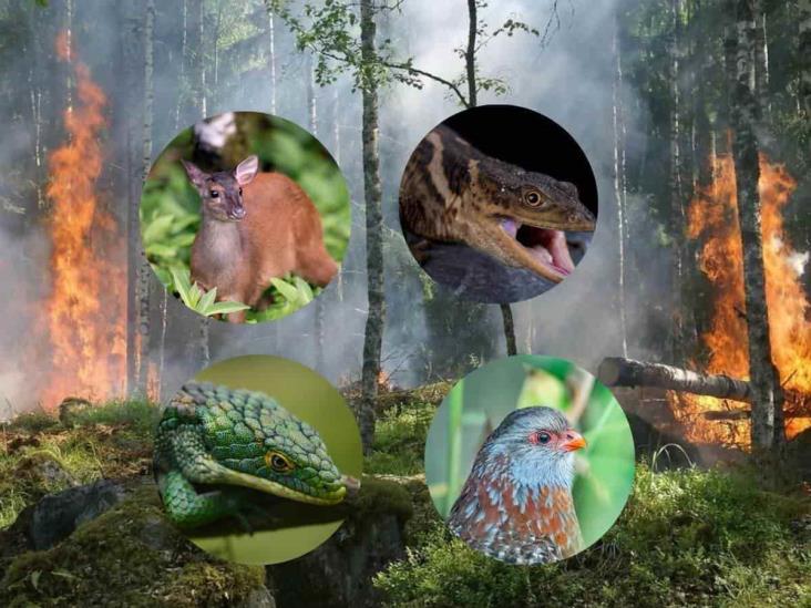 ¿Cuáles especies de animales murieron en incendios de Veracruz? Te decimos