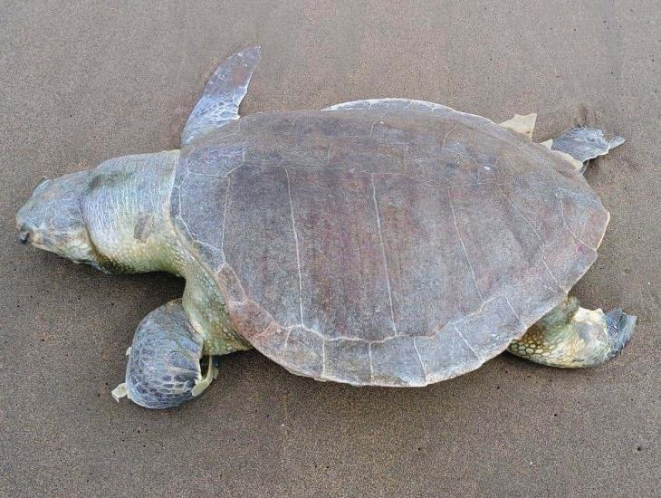 Hallan la cuarta tortuga muerta de 2024 en playa de Coatzacoalcos | VIDEO