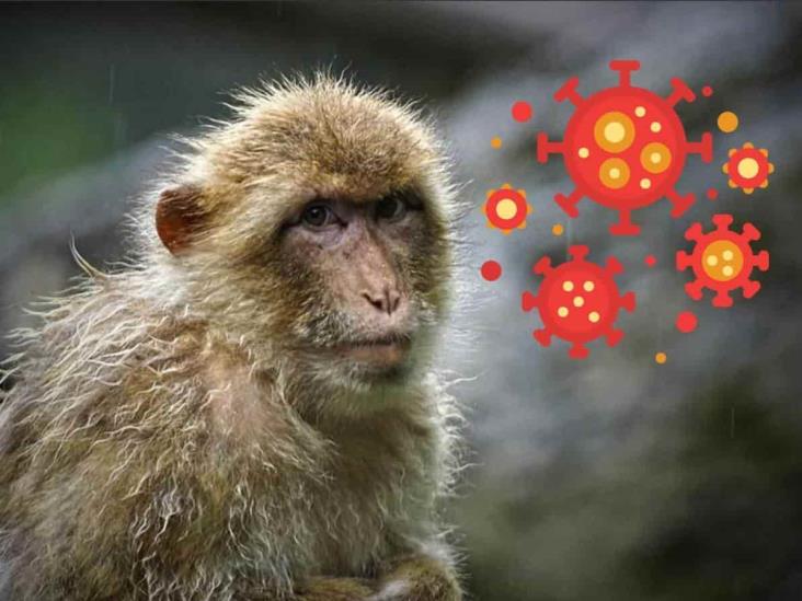 Virus B: síntomas de la enfermedad contagiada por los monos en Hong Kong