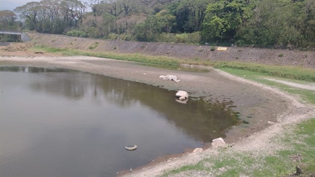 Alerta por dengue  obliga a limpieza de Laguna del Chirimoyo, en Orizaba