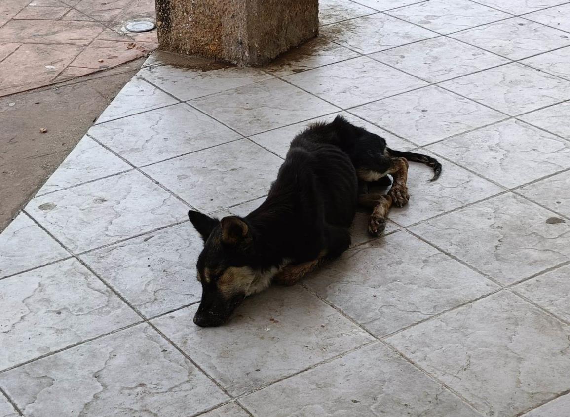 Preocupa situación de muchos perros callejeros en Moloacán ¡sufren enfermedades y abandono! | VIDEO