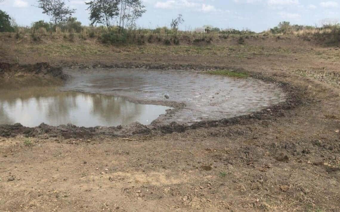 Sequía en Veracruz situación crítica para la agricultura y ganadería