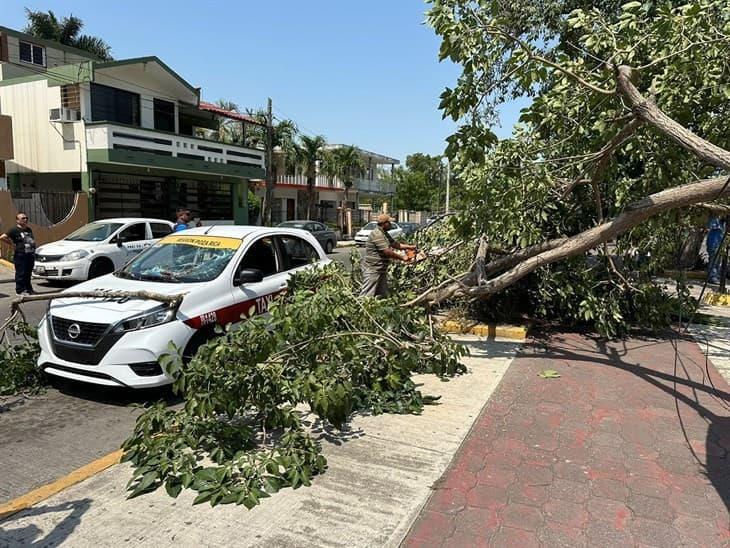 Fuertes rachas de viento derriban árbol en colonia de Poza Rica