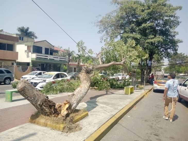 Fuertes rachas de viento derriban árbol en colonia de Poza Rica
