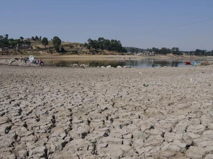Sequía en Veracruz: situación crítica para agricultura y ganadería; déficit del 95% de lluvia