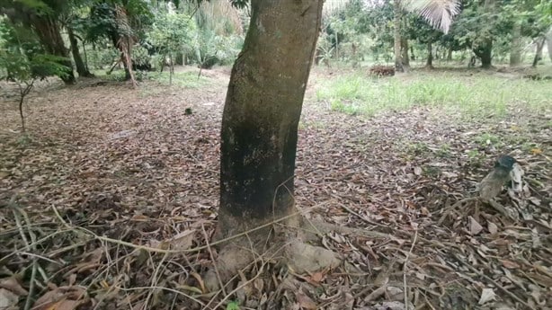 Tras derrame de hidrocarburo esta zona de Nanchital se convierte en deposito de desechos contaminantes