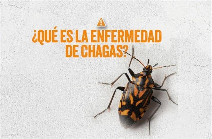 Llama IMSS Veracruz Norte a mantener hogares limpios para prevenir el Mal de Chagas