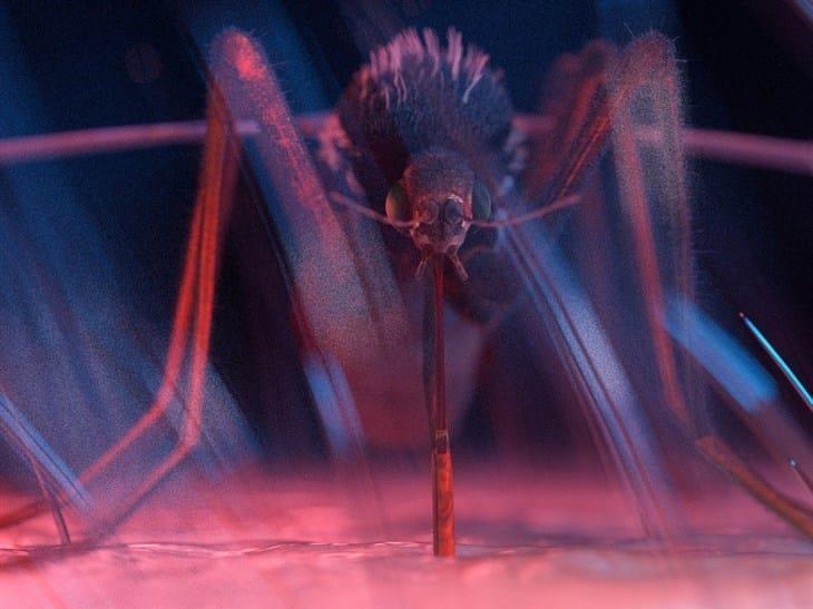 "Sin mosquitos no hay dengue, zika y chikungunya": IMSS Veracruz Norte
