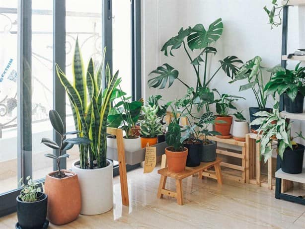 ¡Evita el calor!; estas son las plantas que regulan la temperatura en el hogar 