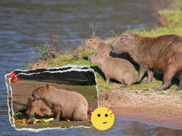 Animales exóticos; ¿es legal tener un capibara en México?