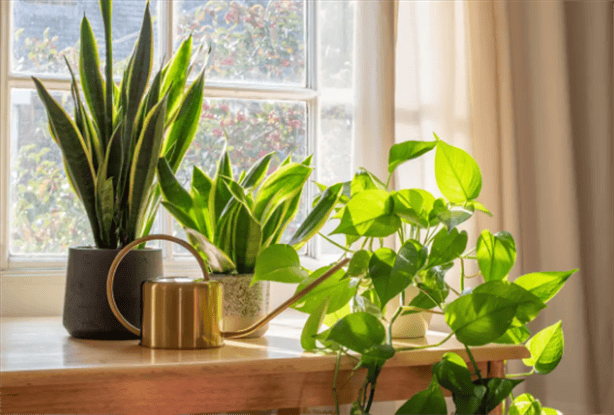 ¡Evita el calor!; estas son las plantas que regulan la temperatura en el hogar 