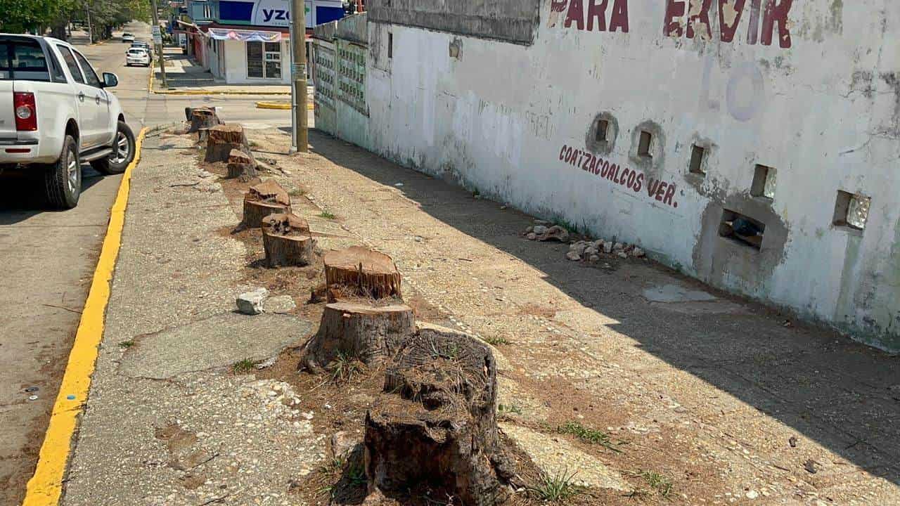 Indigna poda de árboles en el centro de Coatzacoalcos; entérate aquí de las razones