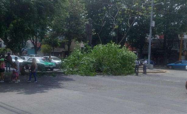 Se desgaja rama de árbol y cae sobre taxi en avenida en Xalapa