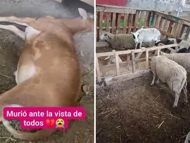 Animales son explotados en la Feria de Banderilla; reportan muerte de un borrego