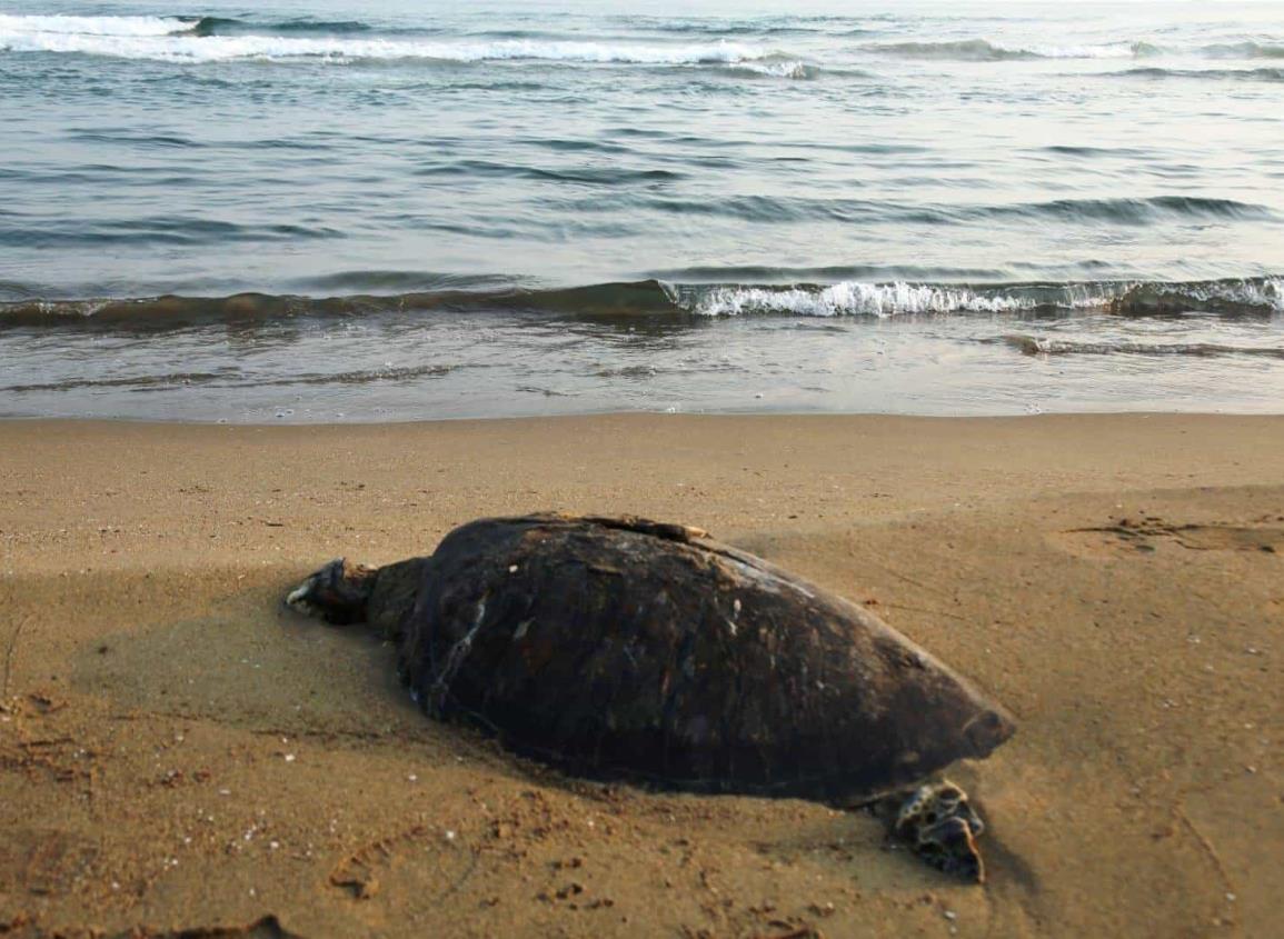 Contaminación sigue depredando fauna; otra tortuga sin vida en playas de Coatzacoalcos | VIDEO