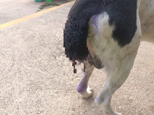 Denuncian maltrato animal: presuntos drogadictos mutilan cola a un perro en Minatitlán