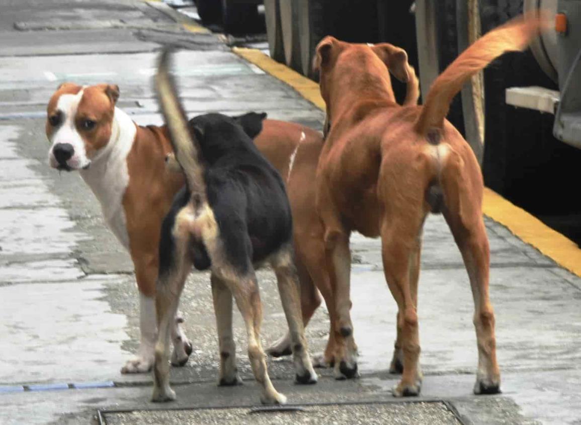 Denuncian maltrato animal: presuntos drogadictos mutilan cola a un perro en Minatitlán