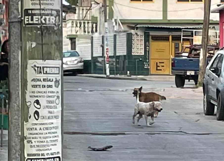 Ciudadanos piden a autoridades atender casos de perros en situación de calle