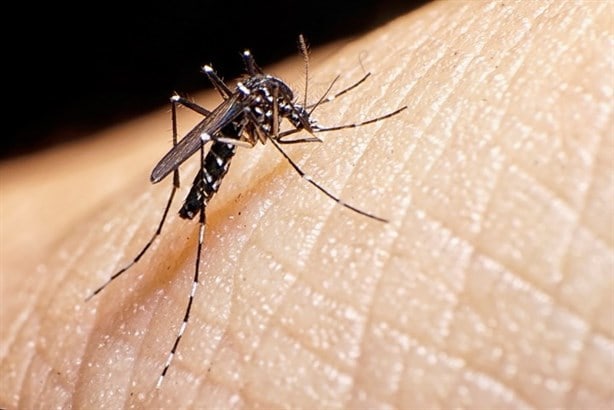 Dengue en México: ¿cuándo es la temporada y cómo protegerse? 