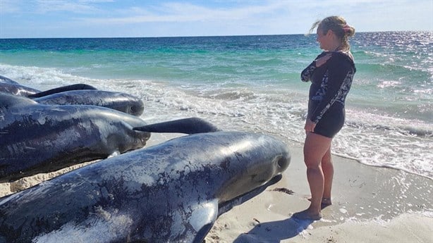 160 ballenas quedan varadas en playa de Australia; mueren al menos 31