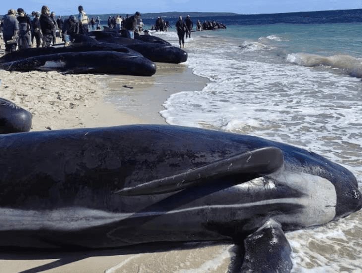 160 ballenas quedan varadas en playa de Australia; mueren al menos 31