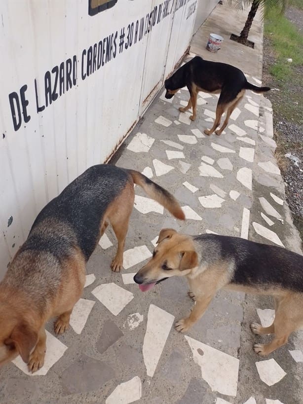 Levantan ilegalmente a perros y los sacrifican en Río Blanco por orden de funcionario