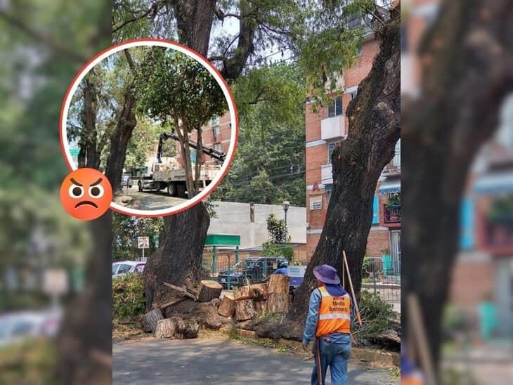 Sigue tala de árboles en Xalapa; pese a reclamos, van por los del Mercado Los Sauces