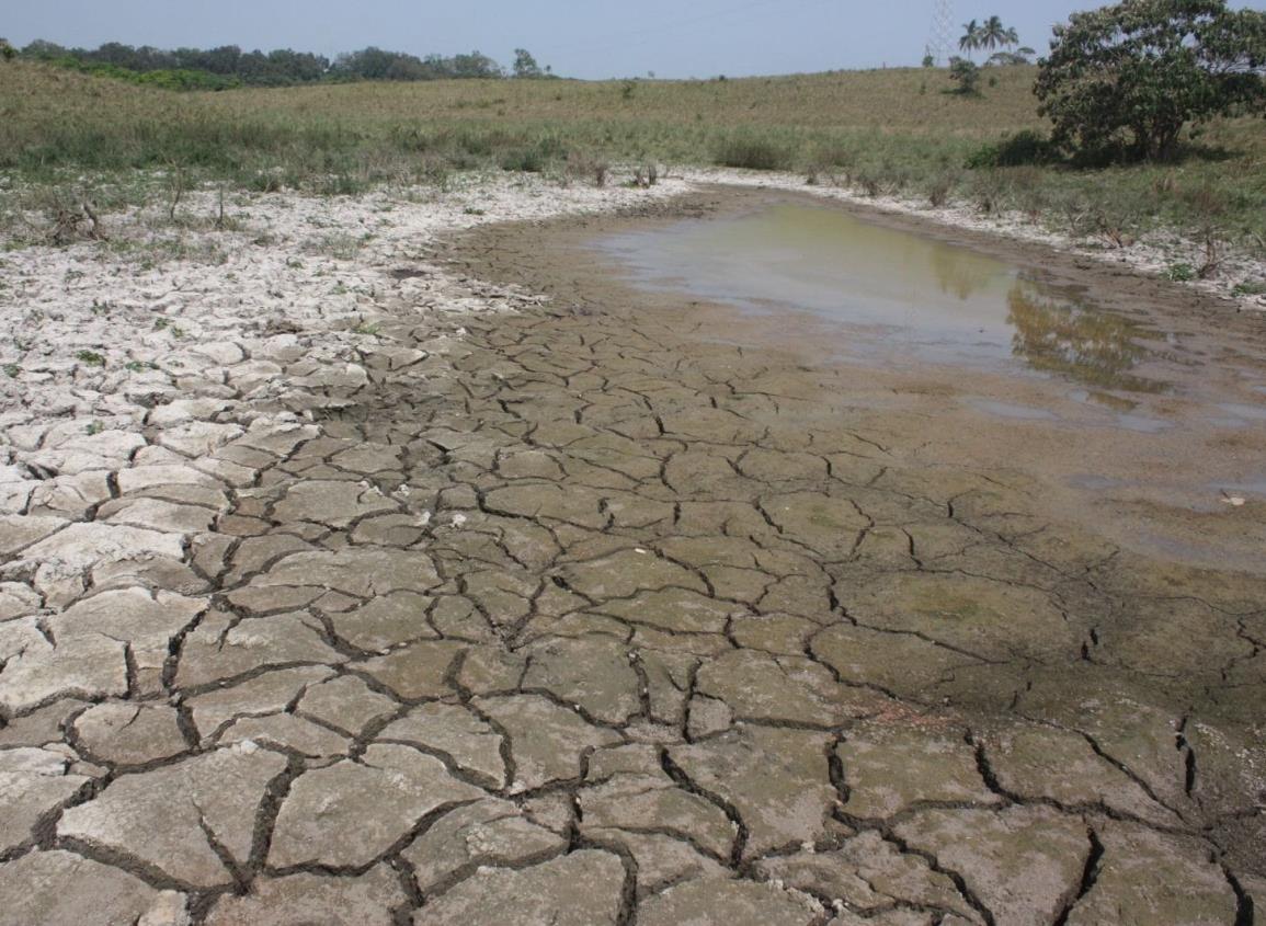 Severa sequía Impacta sector ganadero en Agua Dulce