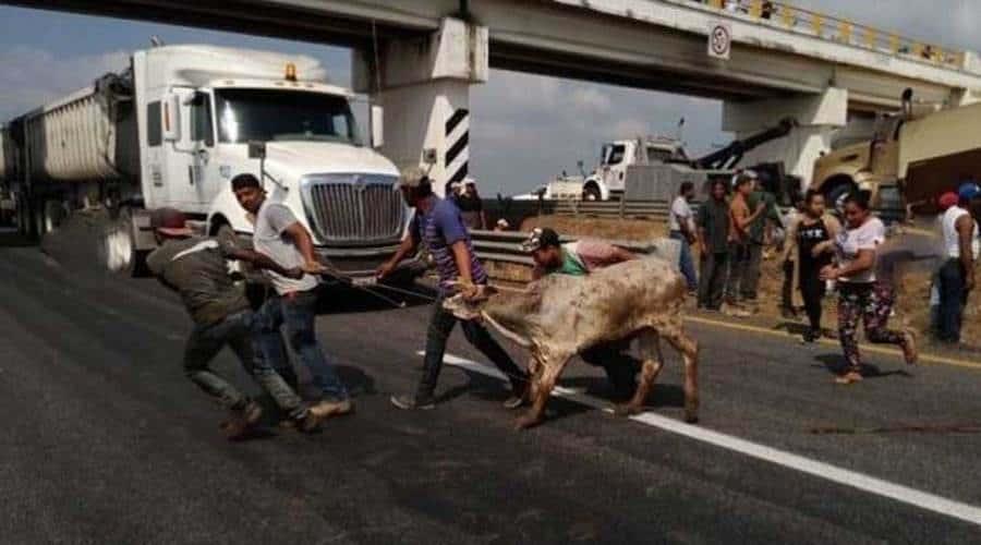 Veracruz, bajo asedio por robo de ganado en camiones