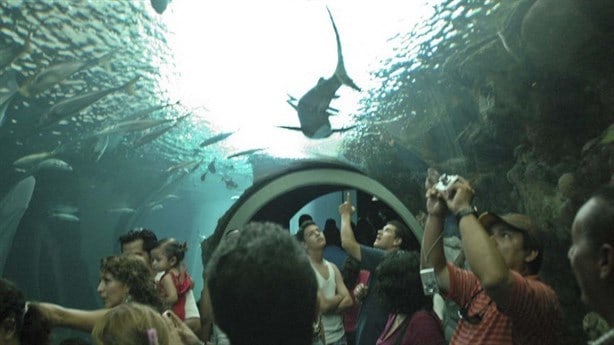 Desaparecen especies en Aquarium de Veracruz con Cuitláhuac, acusan; esto dice Gobernador