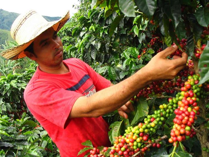 Alza en precios de fertilizantes agobia a cafeticultores de Veracruz