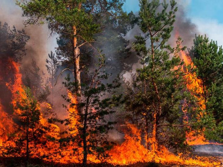 Incendios forestales arrasan en 24 estados de México