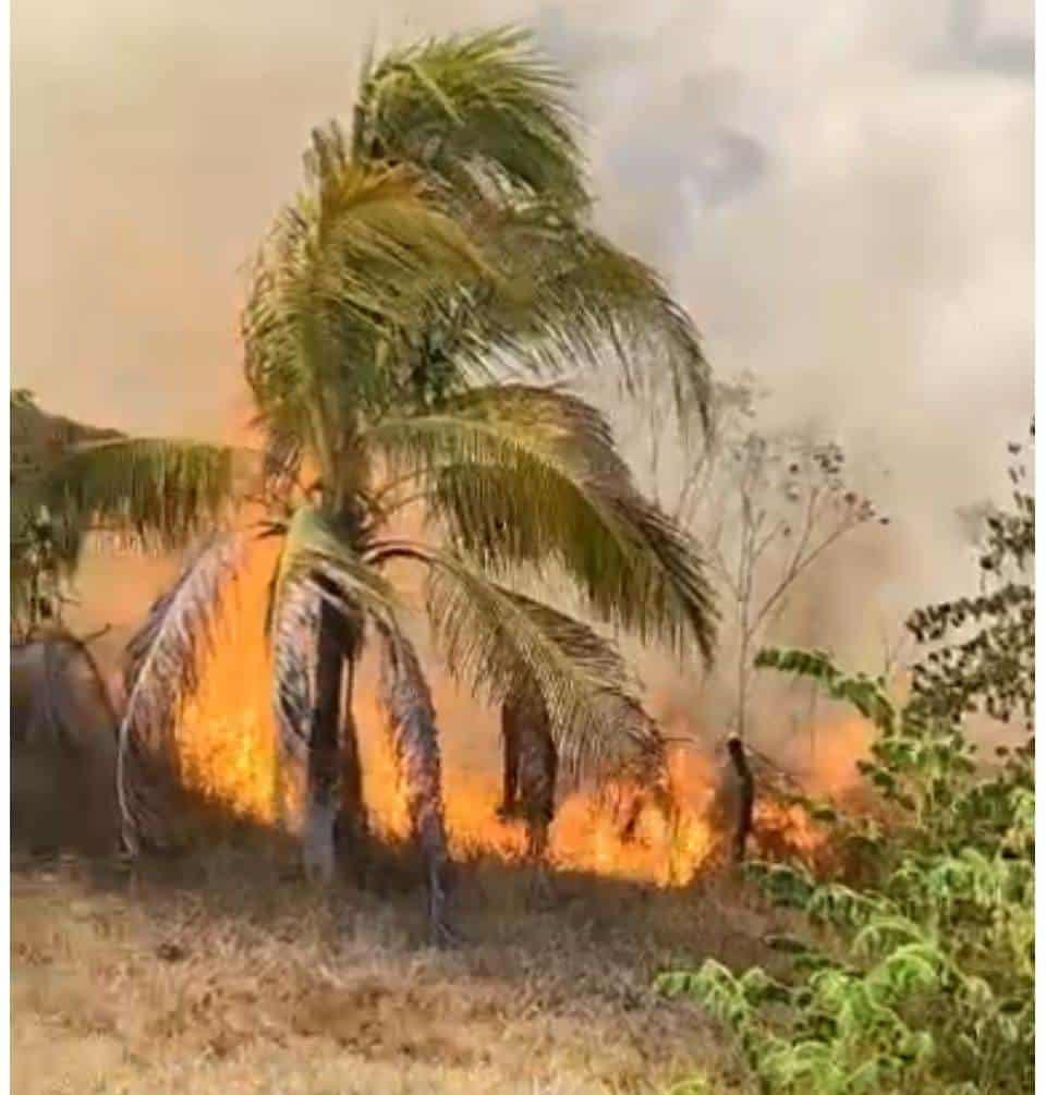 Fuego en pastizales alarma en rancho de Cosoleacaque | VIDEO
