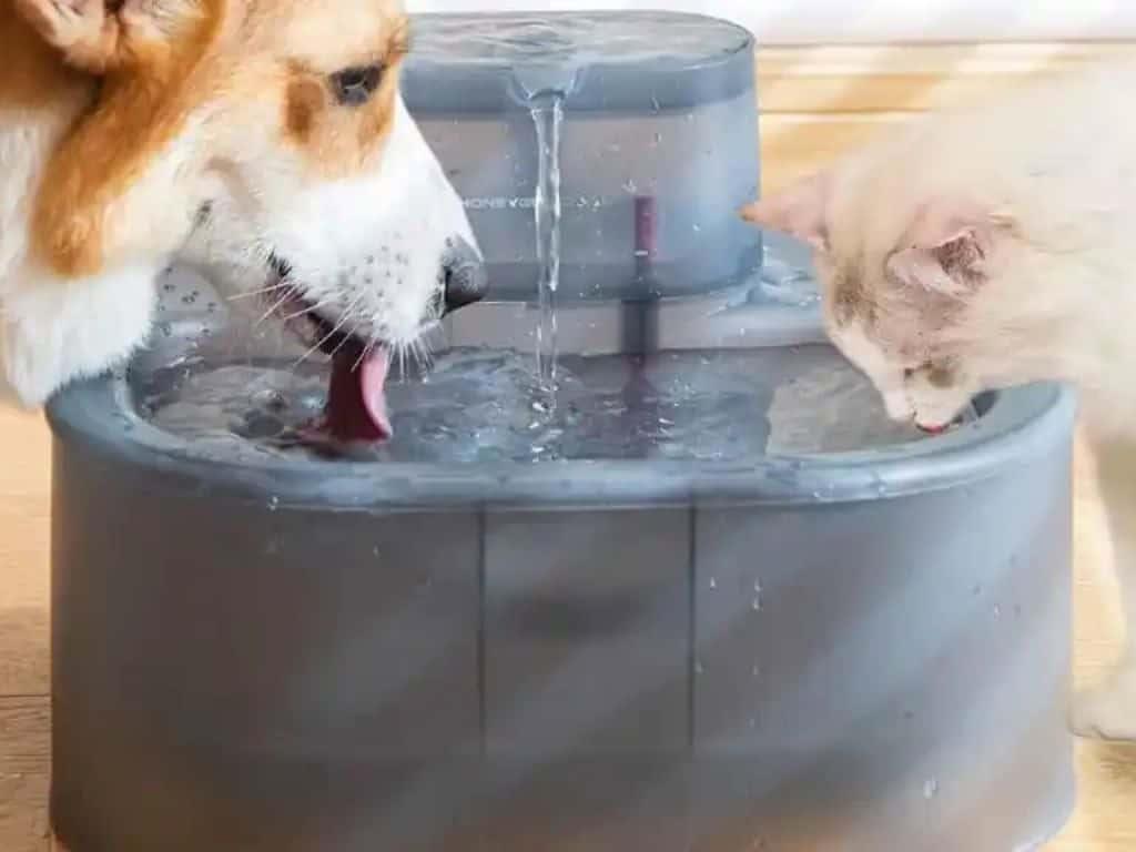 Ola de calor: Con este suero casero puedes mantener hidratada a tu mascota