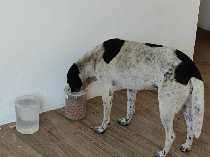 En Ciudad Mendoza, piden cuidar a mascotas y animales ante ola de calor