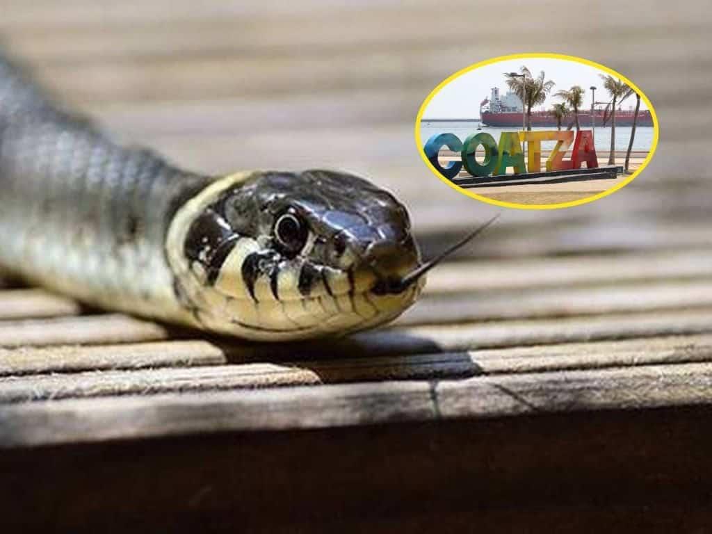 ¿Te picó una serpiente?: este lugar de Coatza ofrece cursos de accidentes ofídicos; ¿Cuándo y dónde?