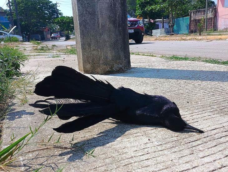 Intenso calor en Coatzacoalcos afecta gravemente a la fauna local
