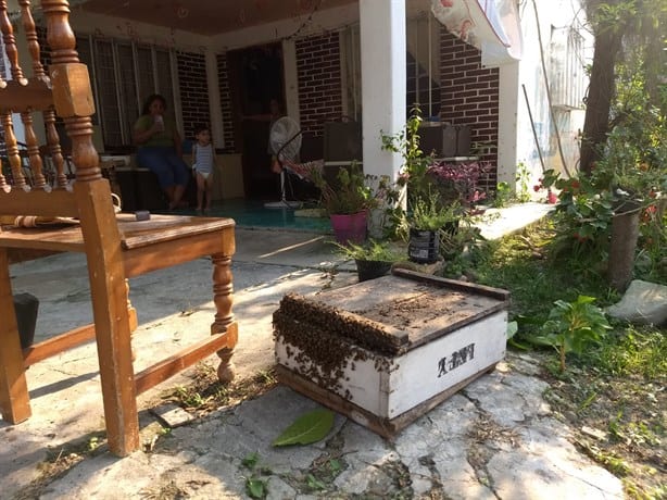 Bomberos de Misantla retiran enjambre de abejas