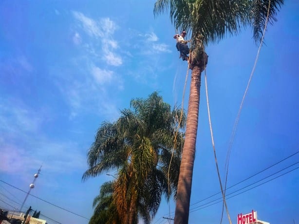 Denuncian que gobierno de Ricardo Ahued causa muerte lenta de árboles en Xalapa