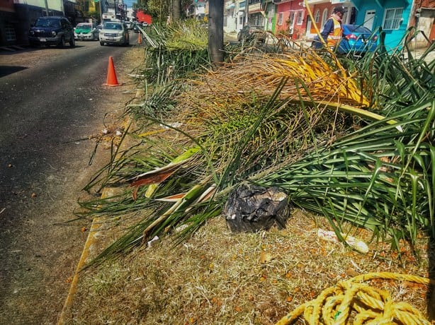 Denuncian que gobierno de Ricardo Ahued causa muerte lenta de árboles en Xalapa