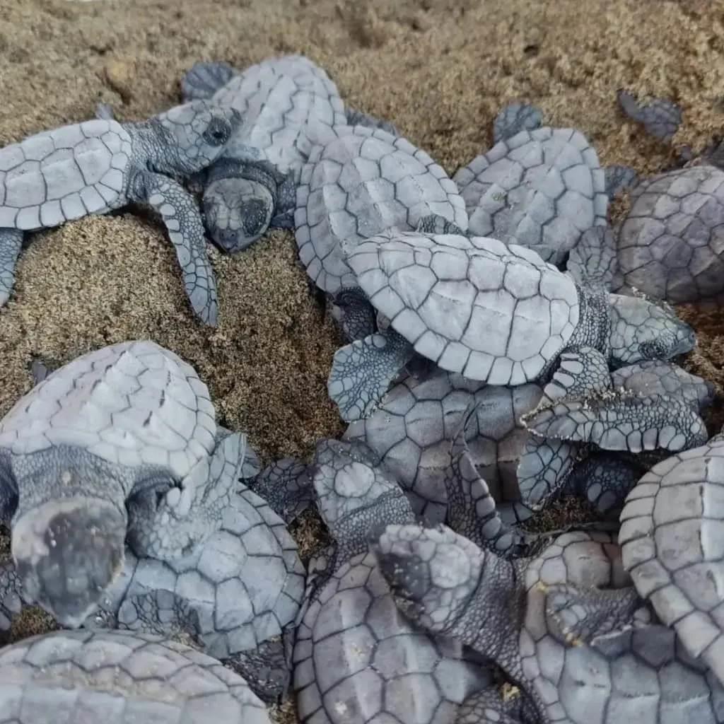 Liberarán más tortugas en campamento del ejido Tortuguero | VIDEO