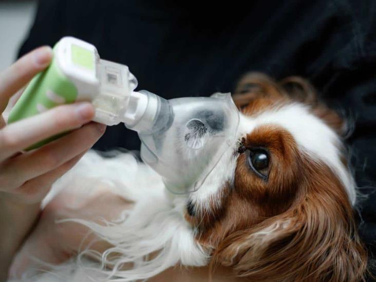 Alerta por enfermedades respiratorias en perros; lo que debes saber