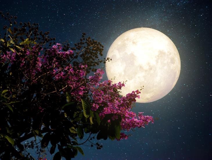 Luna de Flores 2024: fecha, horario y cómo verla en México
