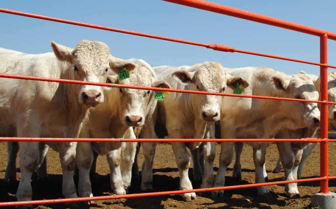 Disminuyeron reportes de robo de ganado en Las Choapas